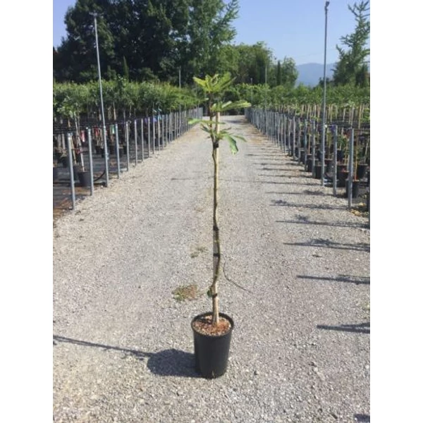 Füge FICUS CARICA RONDE DE BORDEAUX T1/2 K6