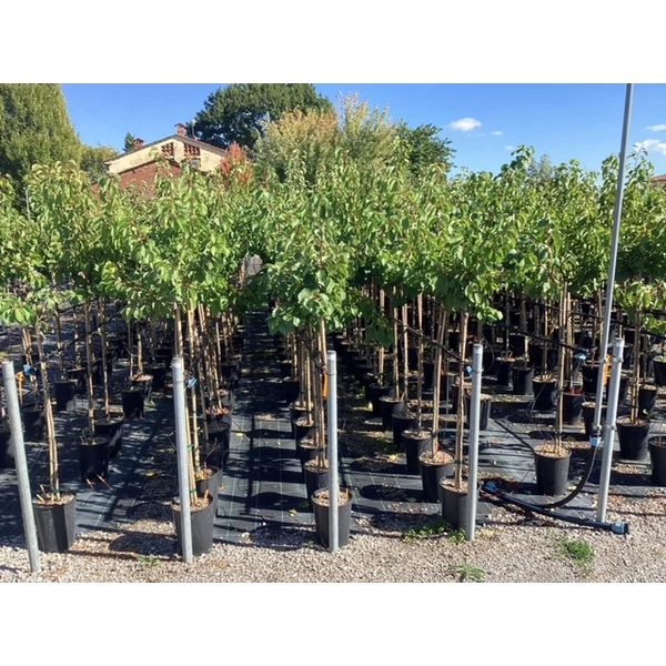 Bergeron kajszi PRUNUS ARMENIACA BERGERON T1/2 K6