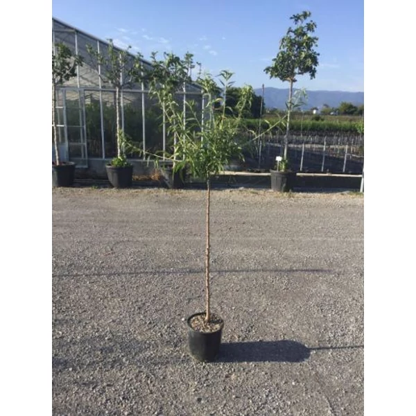 Supernova mandula PRUNUS AMYGDALUS SUPERNOVA T1/2 K6