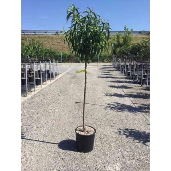 Lapos őszibarack PRUNUS PERSICA SATURNINA T1/2 K15