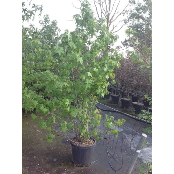 Amerikai ámbrafa  LIQUIDAMBAR STYRACIFLUA 200/250 K30