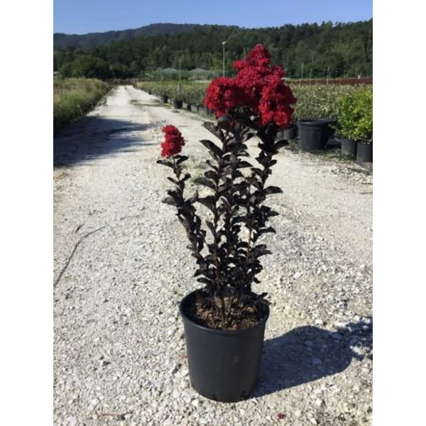 Kínai selyemmirtusz LAGERSTROEMIA BLACK DIAMOND BEST RED K10
