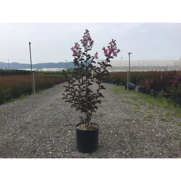 Kínai selyemmirtusz LAGERSTROEMIA BLACK DIAMOND BEST RED K15