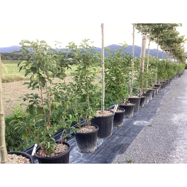 Hóvirágfa HALESIA CAROLINA 100/150 K30