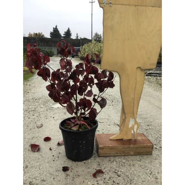 Virágos som CORNUS FLORIDA RED SUNSET 80/+ K10