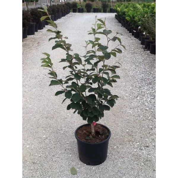 Varázsmogyoró   HAMAMELIS FAJTÁK K12