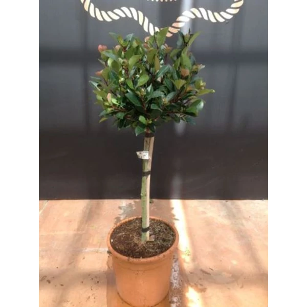 Örökzöld korallberkenye   PHOTINIA FRASERI LITTLE RED ROBIN T1/4 K9