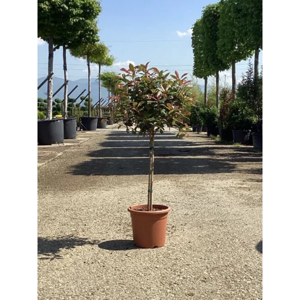 Örökzöld korallberkenye   PHOTINIA FRASERI RED ROBIN T1/4 K9
