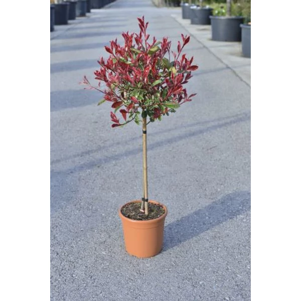 Örökzöld korallberkenye PHOTINIA FRASERI PINK MARBLE T1/4 K9