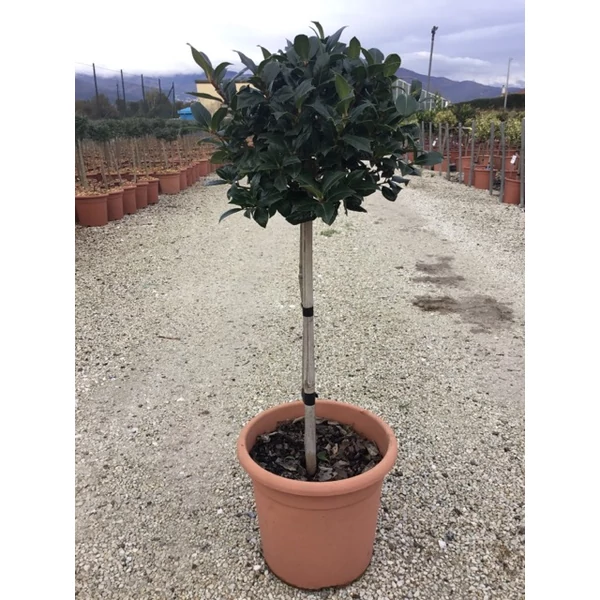 Magyal   ILEX MUTCHAGARA NELLIE R. STEVENS T1/4 K9