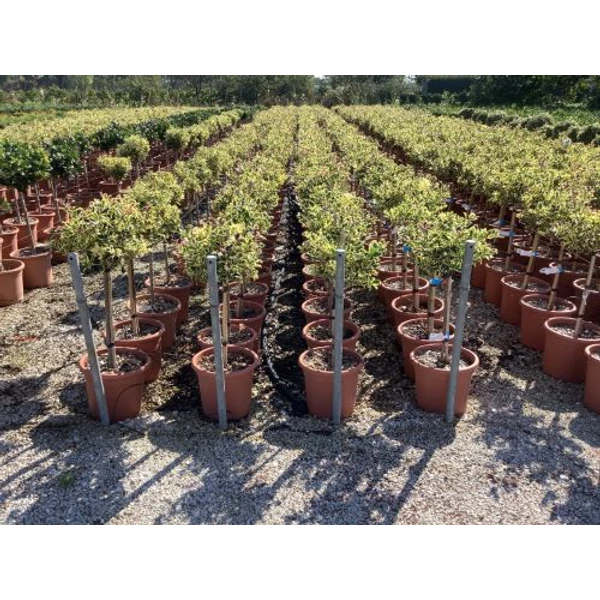 Közönséges magyal ILEX AQUIFOLIUM ARGENTEOMARGINATA T1/4 K9