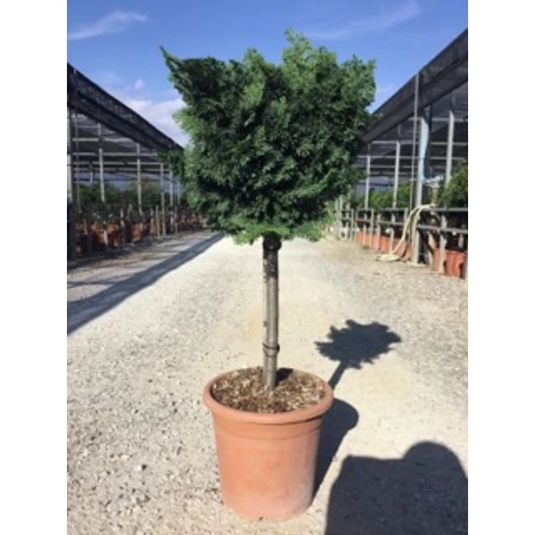Hinoki hamisciprus   CHAMAECYPARIS OBTUSA NANA GRACILIS T1/4 K9