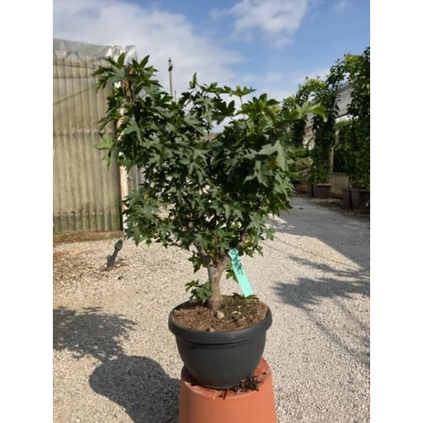 Amerikai ámbrafa   LIQUIDAMBAR STYRACIFLUA WORPLESDON BONSAI LAPOS TÁLBAN K10