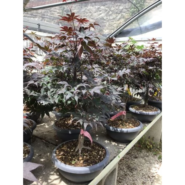 Japán juhar   ACER PALMATUM FIREGLOW BONSAI LAPOS TÁLBAN K10