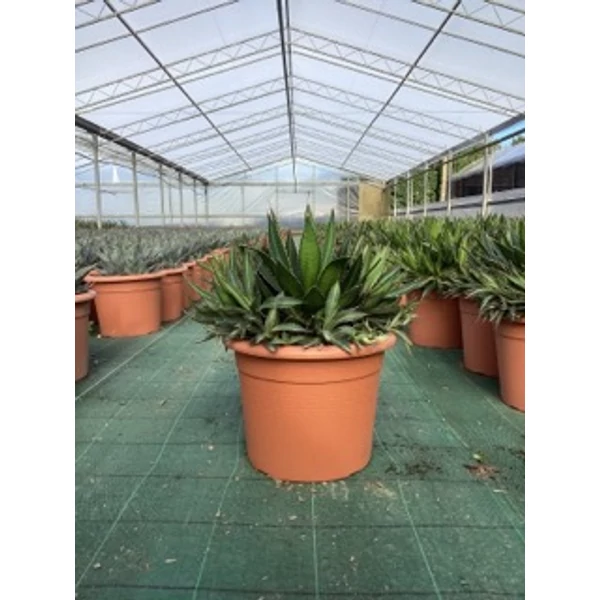 AgávéAGAVE LOPHANTHA SPLENDIDA K12