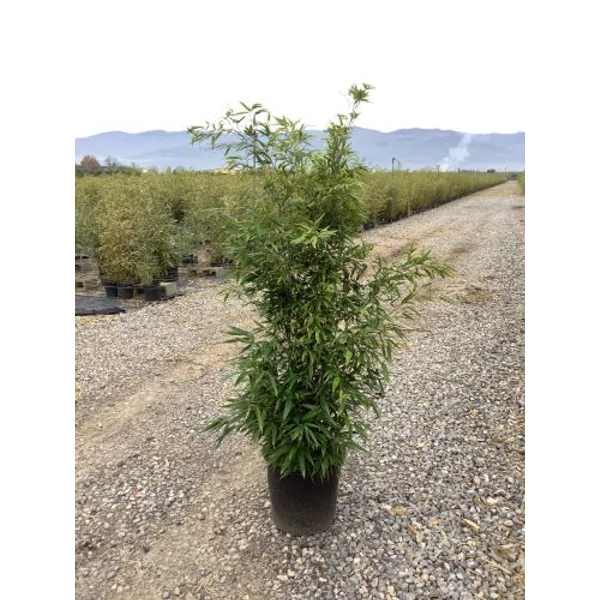 Fekete bambusz   PHYLLOSTACHYS NIGRA 150/200 K18