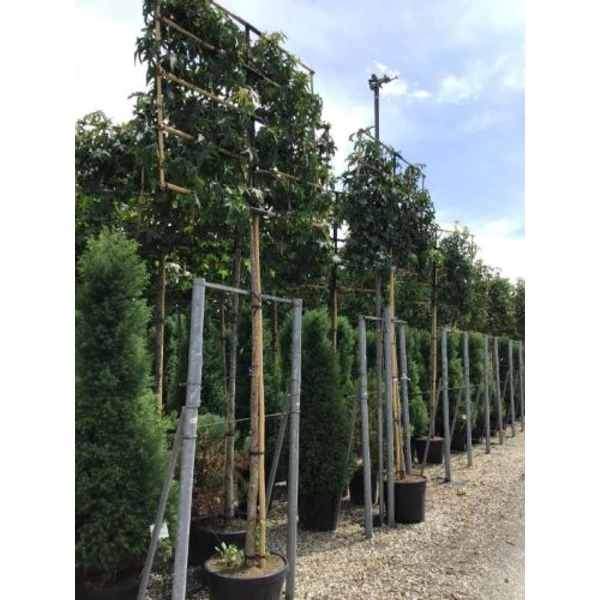 Amerikai ámbrafa   LIQUIDAMBAR STYRACIFLUA T200 FAL 12/14 K0