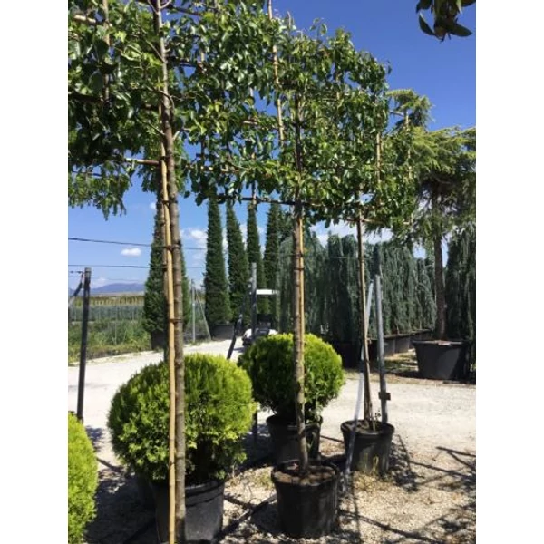 Kínai vadkörte   PYRUS CALLERYANA CHANTICLEER T200 FAL K55