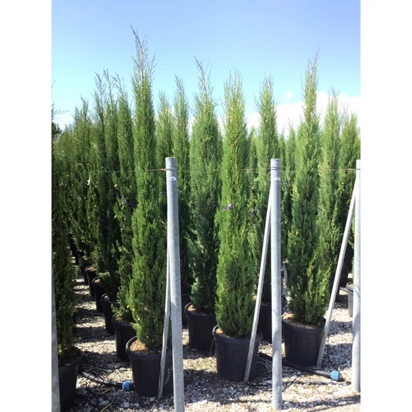Toszkán ciprus  CUPRESSUS SEMPERVIRENS PYRAMIDALIS 200/250 K30