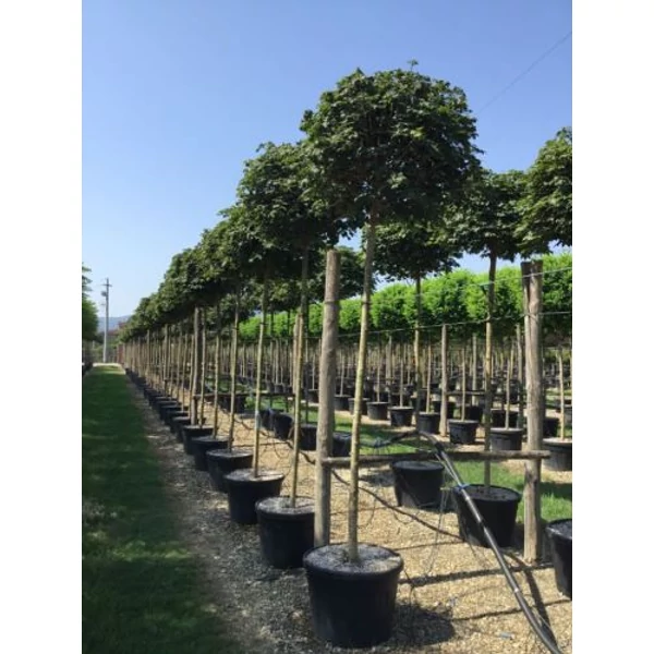 Gömbjuhar  ACER PLATANOIDES GLOBOSUM T200 14/16 K110