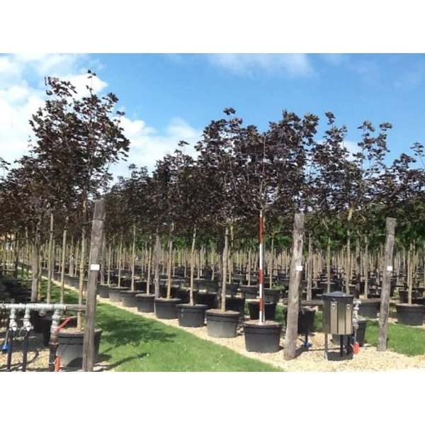 Vöröslevelű korai juhar  ACER PLATANOIDES FAASEEN'S BLACK T200 20/25 K180