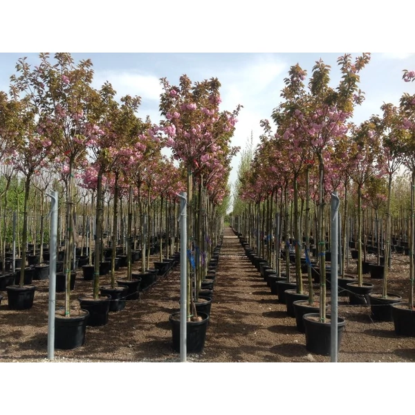 Japán díszcseresznye   PRUNUS SERRULATA KANZAN T130 18/20 K130