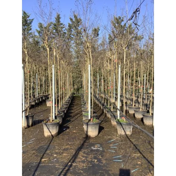Kínai selyemmirtusz LAGERSTROEMIA DYNAMITE T200 12/14 K55