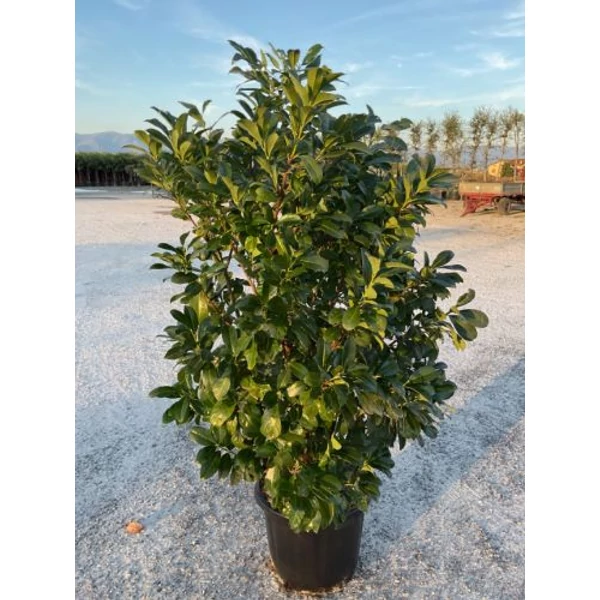 Közönséges babérmeggy   PRUNUS LAUROCERASUS ETNA 150/+ K35