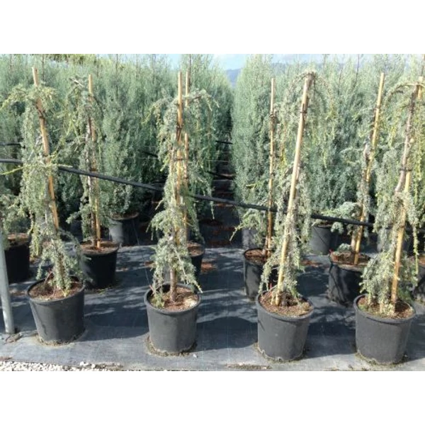 Kék csüngő atlasz cédrus CEDRUS ATLANTICA GLAUCA PENDULA 125/150 K18