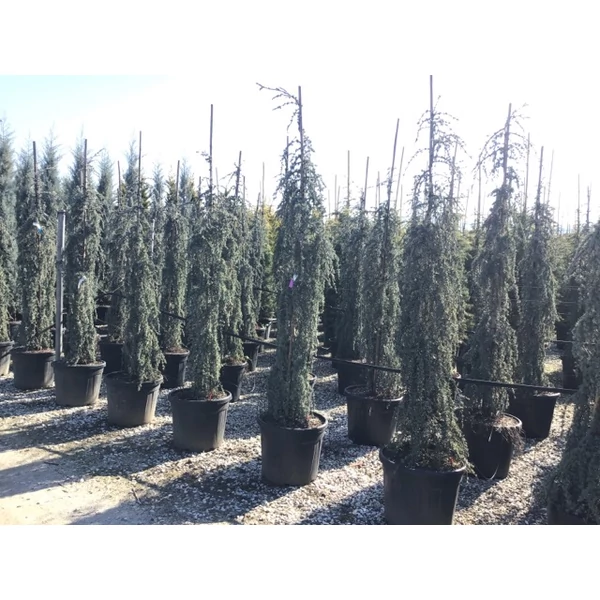 Libanoni cédrus   CEDRUS LIBANI BLUE FONTAIN 200/250 K55