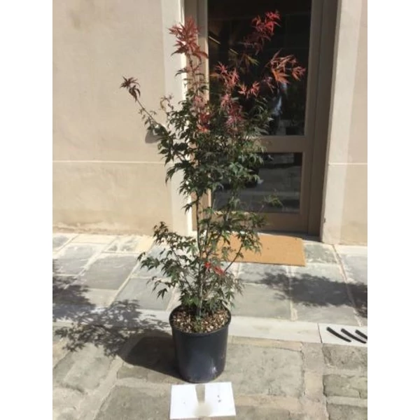 Japán juhar ACER PALMATUM ATROPURPUREUM K18  