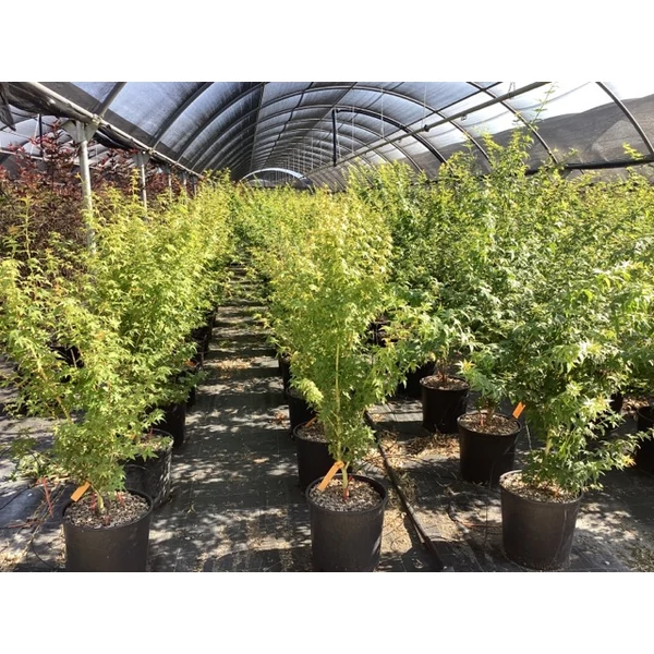 Japán juhar ACER PALMATUM BI-HOO 100/125 K18 