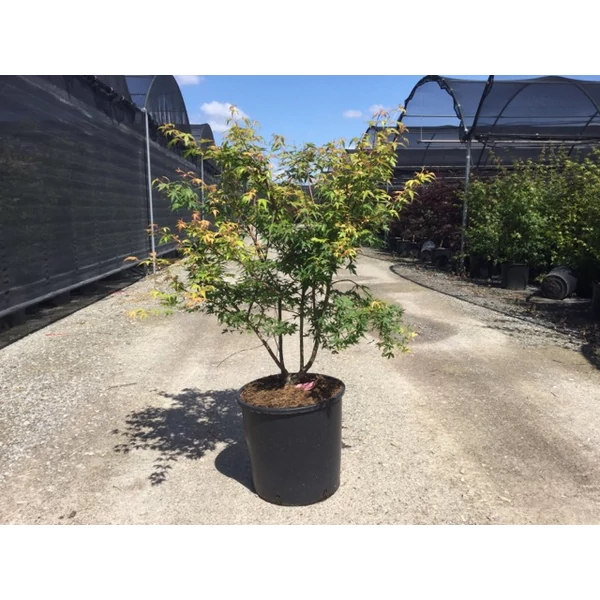 Japán juhar ACER PALMATUM KATSURA K18