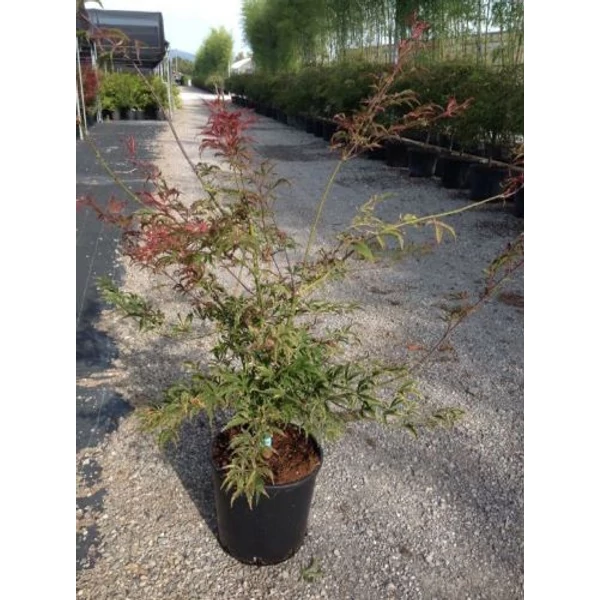 Japán juhar ACER PALMATUM SHIRAZZ DREAM K18