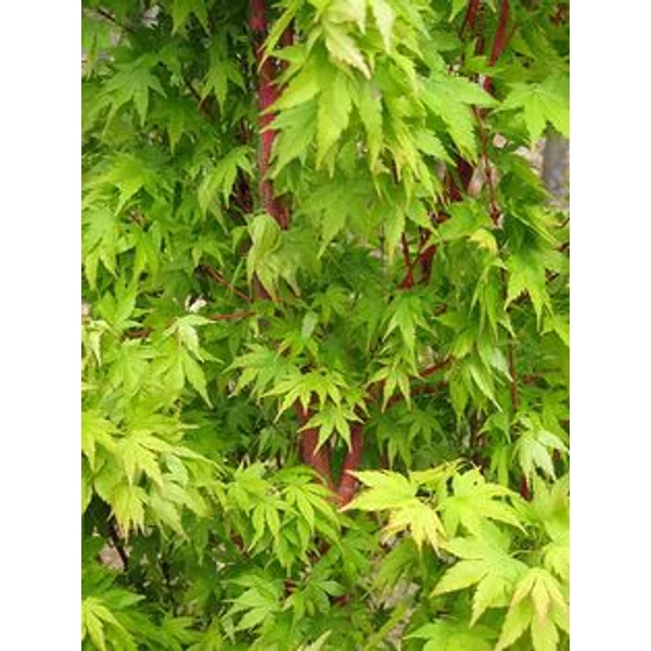 Japán juhar ACER PALMATUM AOYAGI K10
