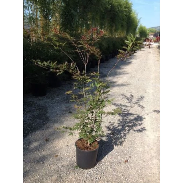 Japán juhar ACER PALMATUM ATROPURPUREUM K10