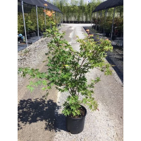 Japán juhar ACER PALMATUM SANGO KAKU K10