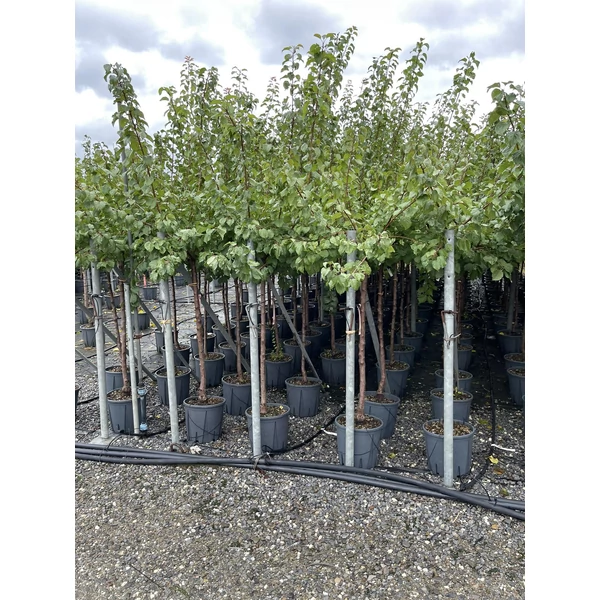 kajszi PRUNUS ARMENIACA T1/2 K15