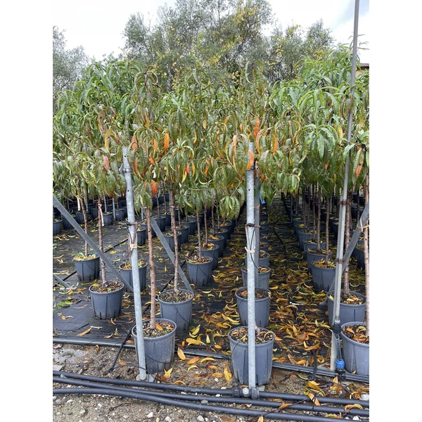 Őszibarack PRUNUS PERSICA T1/2 K15