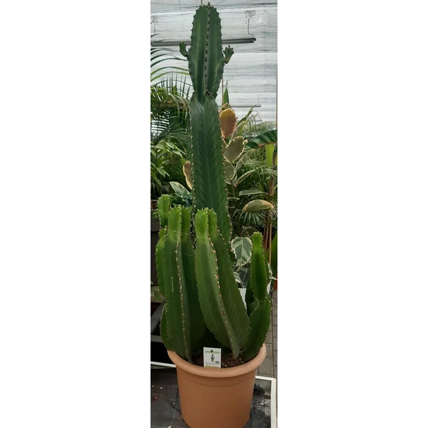 Kaktusz EUPHORBIA INGENS CS35