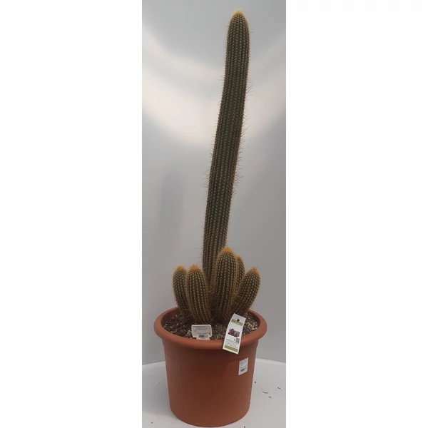 Kaktusz MARSHALLOCEREUS CS35