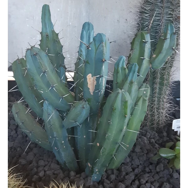 Kaktusz MYRTILLOCACTUS CS35