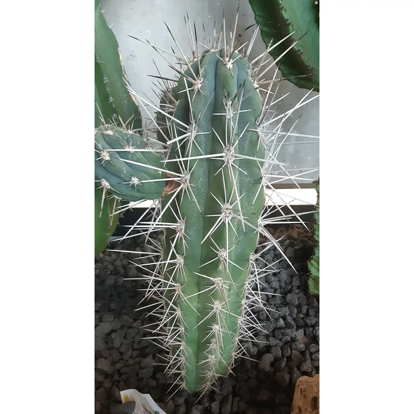 Kaktusz STETSONIA STENOCEREUS THURBERI CS35