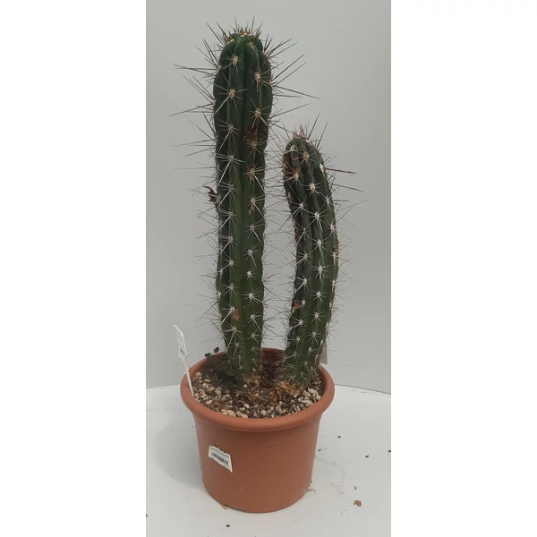 Kaktusz GRASSE STETSONIA CORYNE CS20