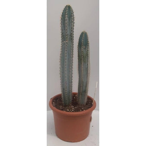 Kaktusz GRASSE PILOSOCEREUS AZUREUS CS20