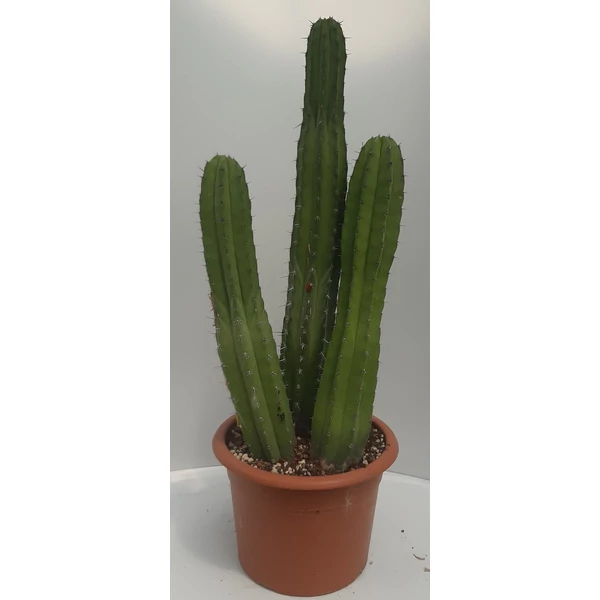 Kaktusz CEREUS POLASKIN CHICHIPE CS25