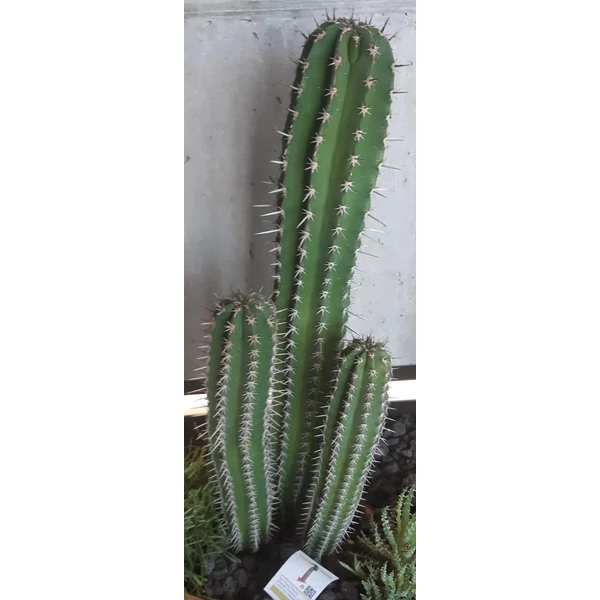 Kaktusz CEREUS PACHYCEREUS PACTEN ABOROGYNUM CS25