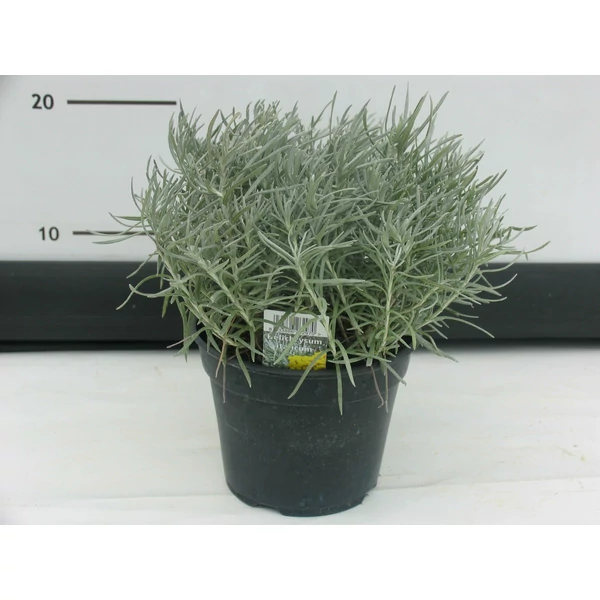 Olasz szalmagyopár FŰSZERNÖVÉNY-HELICHRYSUM ITALICUM K1,5