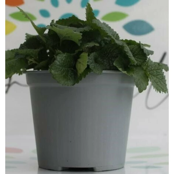 Citromfű FŰSZERNÖVÉNY-MELISSA OFFICINALIS K1,5 
