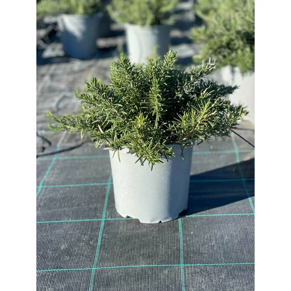 Csüngő rozmaring ROSMARINUS PROSTRATO REPENS K1,5